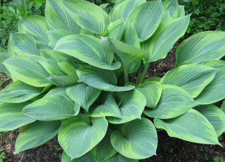 Alex Summers Hosta From NH Hostas