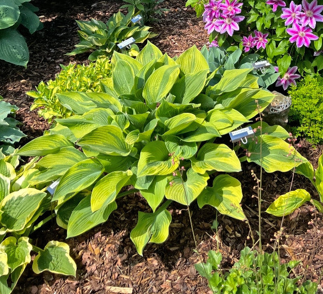 Alex Summers Hosta From NH Hostas