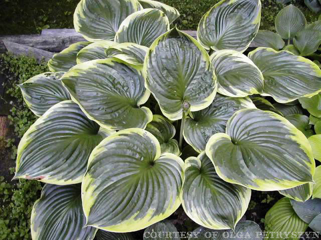 All That Jazz Hosta Courtesy of Olga Petryszyn
