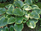 All That Jazz Hosta