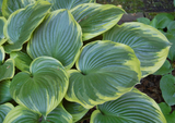 All That Jazz Hosta Courtesy of Olga Petryszyn