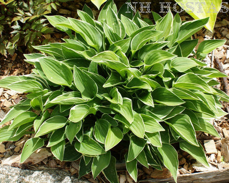 Allan P McConnell Hosta From NH Hostas