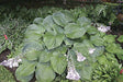 Allegan Emperor Hosta from NH Hostas