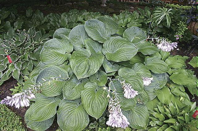 Allegan Emperor Hosta from NH Hostas