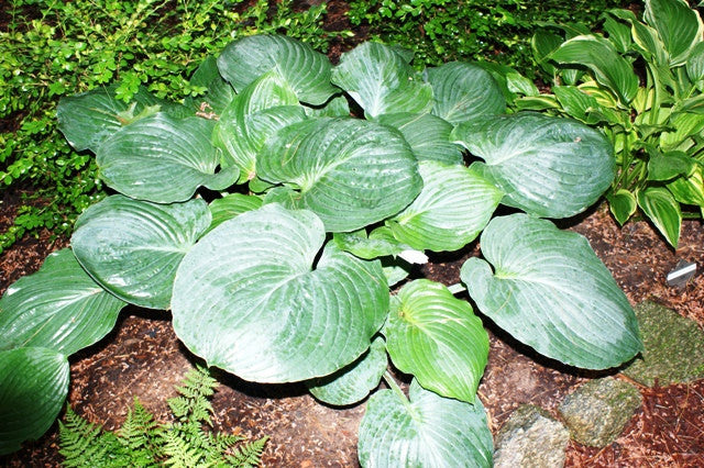 Allegan Emperor Hosta from NH Hostas