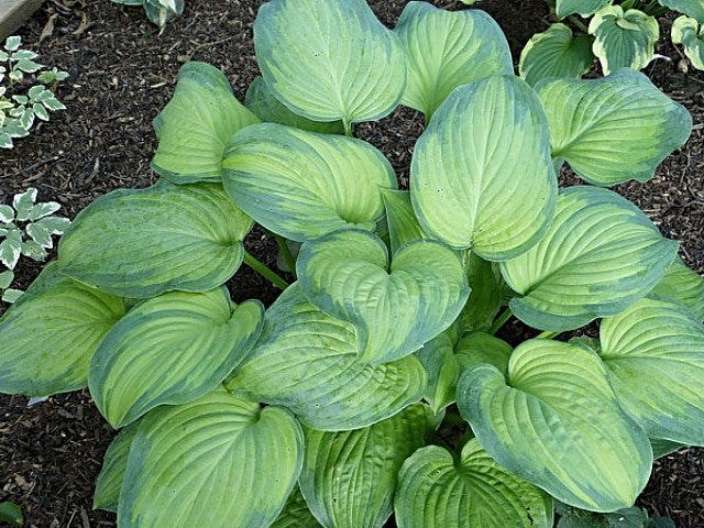 Hosta 'Ambrosia' Courtesy of Gayle Hartley Alley and the Hosta Library