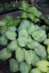 Hosta 'Ambrosia' Courtesy of Bob Solberg