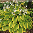 American Choo Choo Hosta Courtesy of Q&Z Nursery