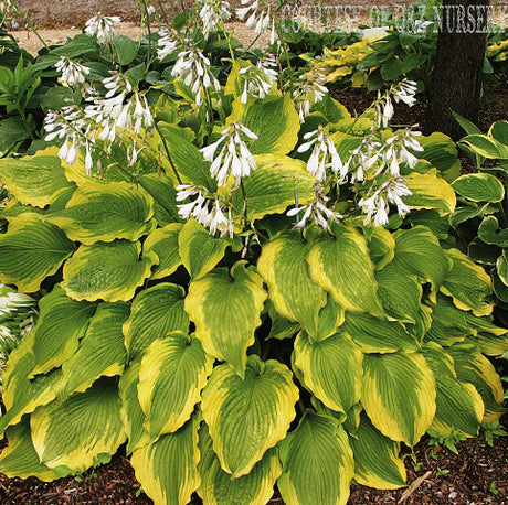 American Choo Choo Hosta Courtesy of Q&Z Nursery