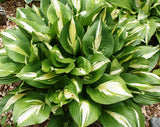 American Sweetheart Hosta From NH Hostas