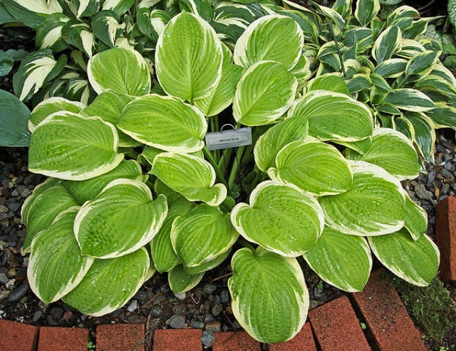 Hosta 'American Dream' Courtesy of Carol Brashear