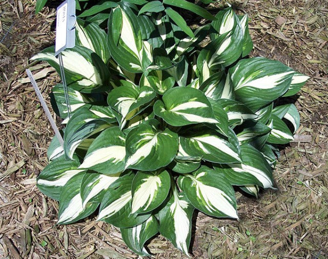 'Americana' Hosta Courtesy of Carol Brashear