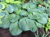 'Amos' Hosta Courtesy of Carol Brashear and The Hosta Library