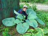 'Amos' Hosta Courtesy of Brian Skaggs and The Hosta Library