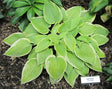Hosta 'Apple Candy' Courtesy of Carol Brashear