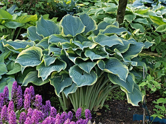 Hosta 'Arc de Triomphe' Courtesy of the Hosta Library