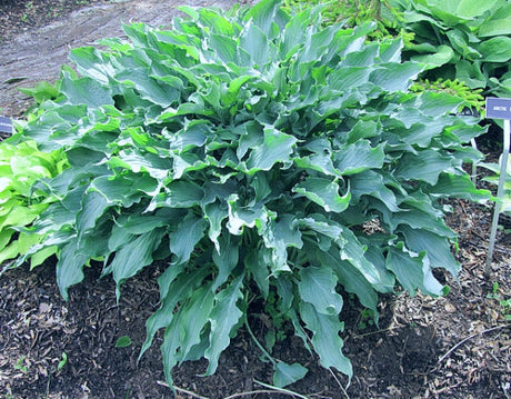 Hosta 'Arctic Blast' Courtesy of Carol Brashear