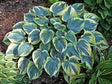 Hosta 'Aristocrat' Courtesy of Carol Brashear