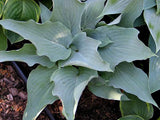 'Astral Bliss' Hosta Courtesy of Don Dean