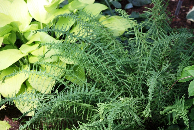 Athyrium filix-femina 'Victoriae' - Shade Perennial Hardy Fern