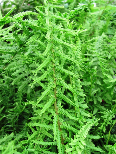 Athyrium filix-femina 'Victoriae' - Shade Perennial Hardy Fern