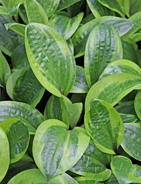 Hosta 'Avocado Toast' Courtesy of Bob Solberg