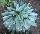 Hosta 'Awakening Angel' Courtesy of Donna Dorsey and the Hosta Library