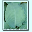'Azure Frills' Hosta Courtesy of Q&Z Nursery