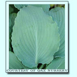 'Azure Frills' Hosta Courtesy of Q&Z Nursery
