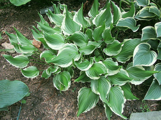 'Bachelor Party' Hosta Courtesy of Carol Brashear