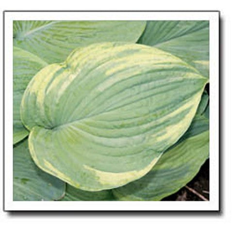 Hosta 'Backyard Monster' Courtesy of Q&Z Nursery