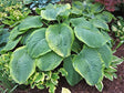Hosta 'Backyard Monster' Courtesy of Vanessa Chaborek and the Hosta Library