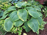 Hosta 'Backyard Monster' Courtesy of Vanessa Chaborek and the Hosta Library