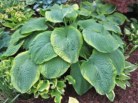 Hosta 'Backyard Monster' Courtesy of Vanessa Chaborek and the Hosta Library