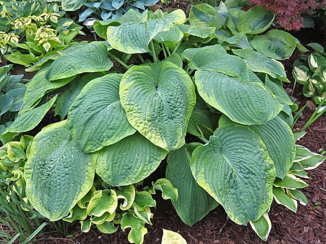 Hosta 'Backyard Monster' Courtesy of Vanessa Chaborek and the Hosta Library