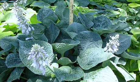 'Bam Bam Blue' Hosta Courtesy of Naylor Creek
