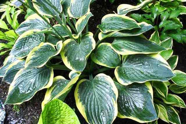'Battle Star' Hosta Courtesy of Randy Goodwin