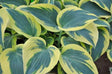 'Ben Vernooij' Hosta Courtesy of Naylor Creek