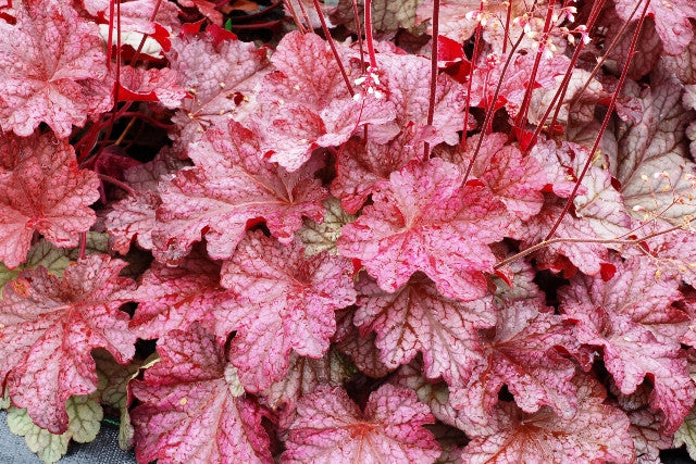 Courtesy of Walters Gardens