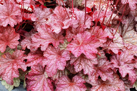 Courtesy of Walters Gardens