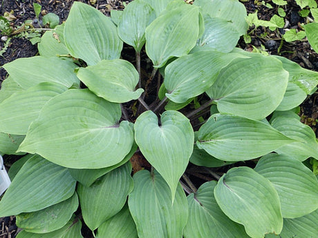 Hosta 'Best of Twenty' Courtesy of Gayle Hartley Alley and the Hosta Library