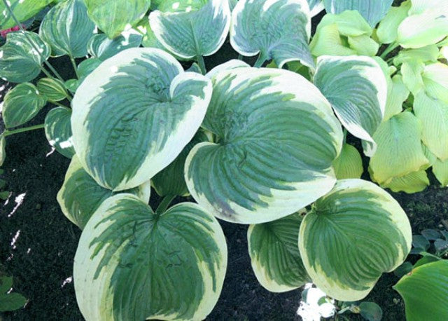 Hosta 'Big Beauty' Courtesy of Danny Van Eechaute and the Hosta Library