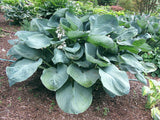 'Bigga Luigi' Hosta Courtesy of Carol Brashear