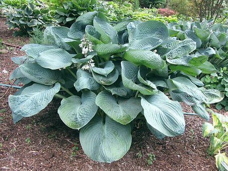 'Bigga Luigi' Hosta Courtesy of Carol Brashear