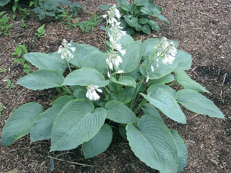 'Biggie' Hosta Courtesy of Carol Brashear