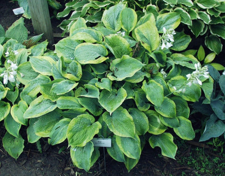 Hosta 'Bingo' Courtesy of Carol Brashear