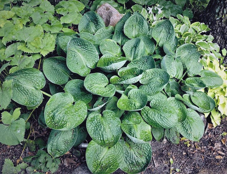Hosta 'Black Hills' Courtesy of Jerry Kline and the Hosta Library