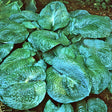 'Blackjack' Hosta Courtesy of Q&Z Nursery