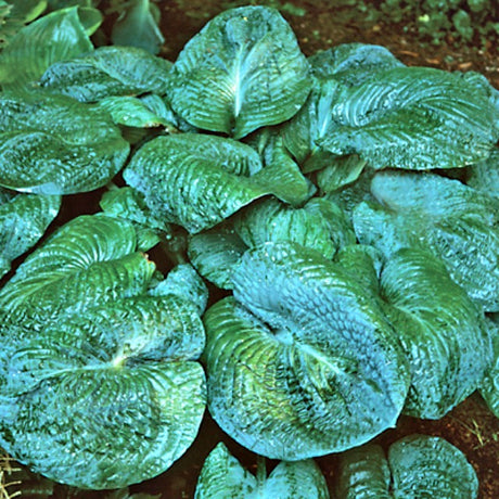 'Blackjack' Hosta Courtesy of Q&Z Nursery