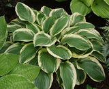 'Blazing Saddles' Hosta